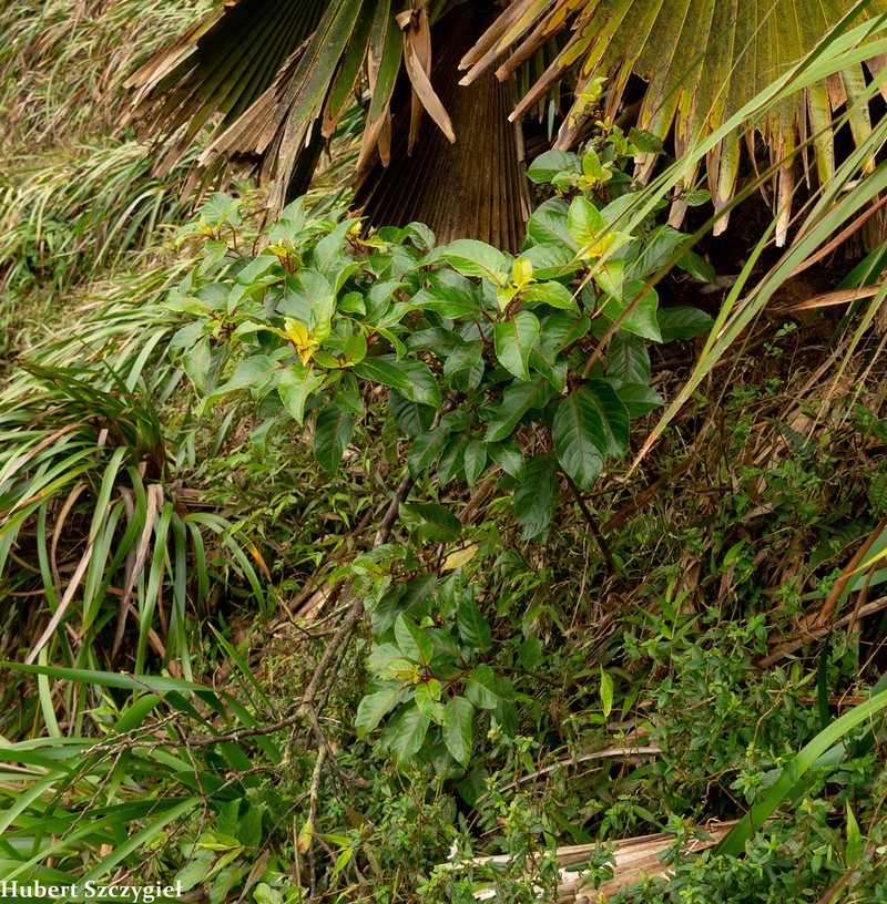 Olomea photo 5