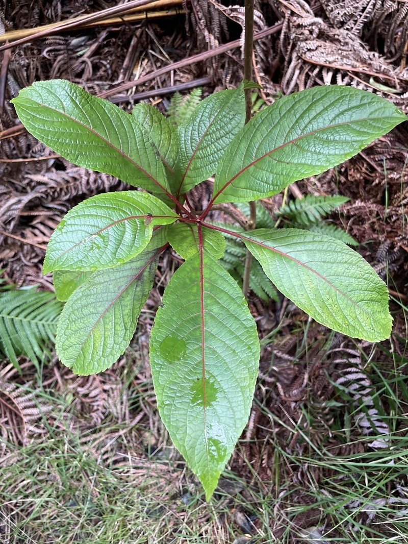 Olomea photo 6