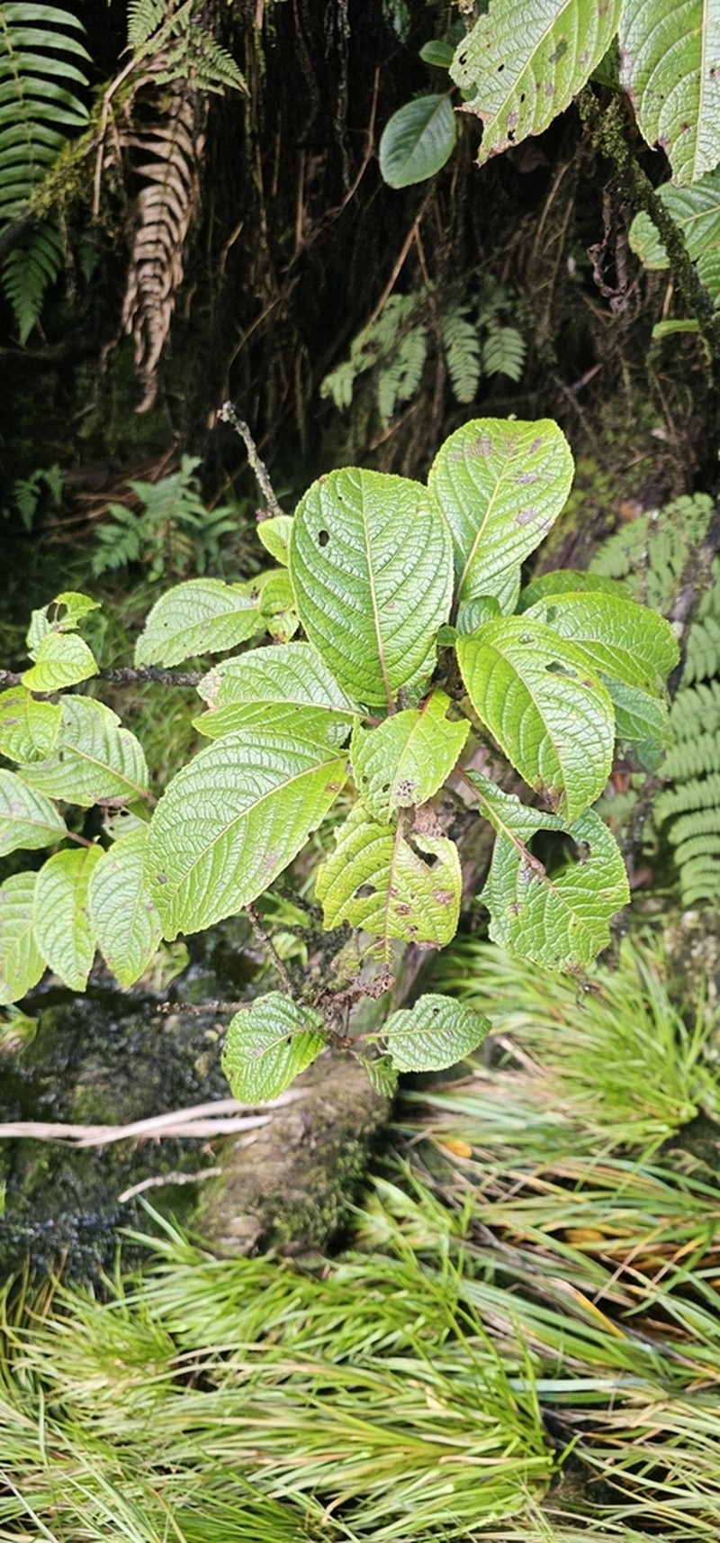 Olomea photo 7