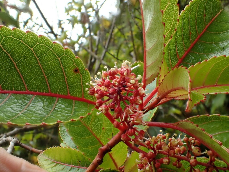 Olomea photo 8