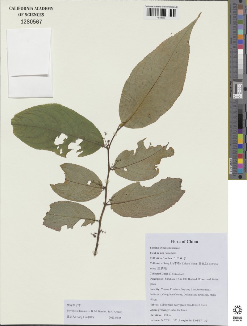 Perrottetia taronensis