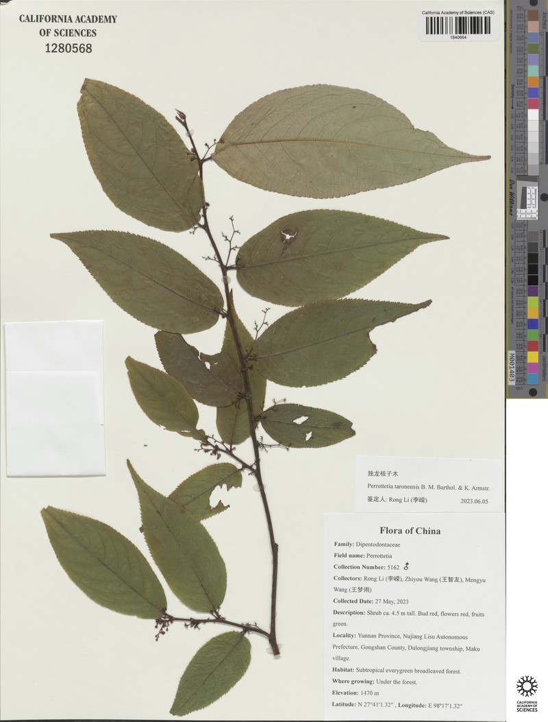 Perrottetia taronensis photo 2