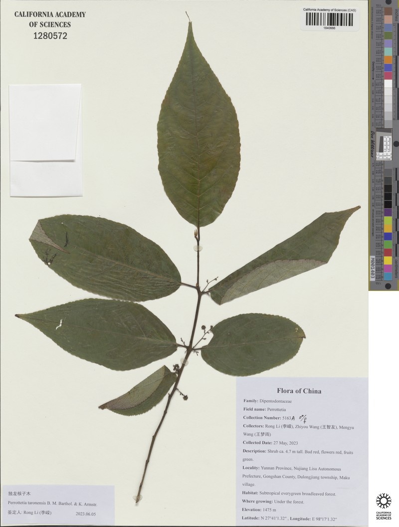 Perrottetia taronensis photo 3