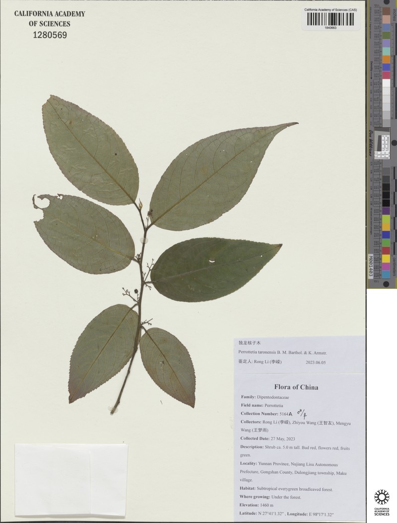 Perrottetia taronensis photo 4