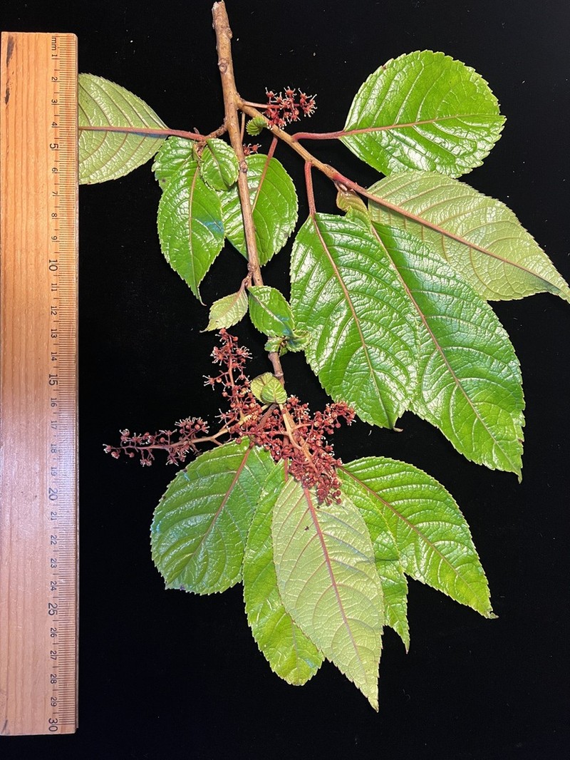 Perrottetia wichmaniorum photo 3