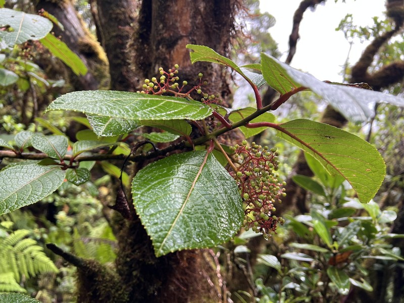 Perrottetia wichmaniorum photo 4