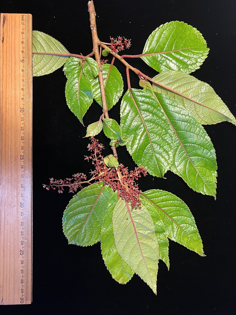 Perrottetia wichmaniorum photo 5