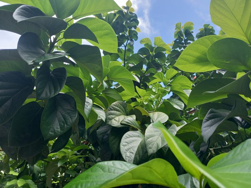 Avocado photo 2