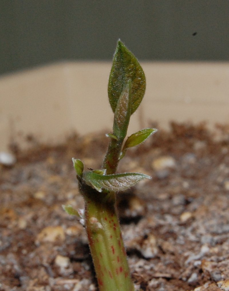 Avocado photo 3