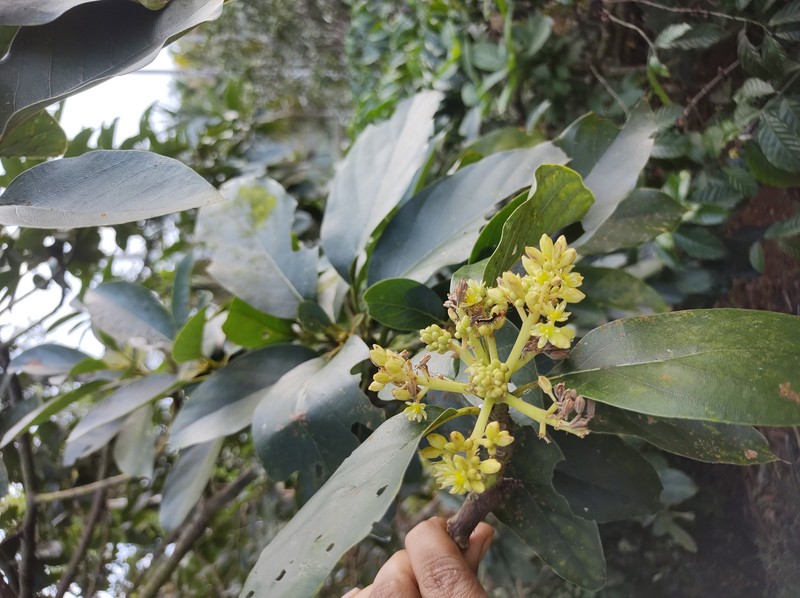 Avocado photo 4