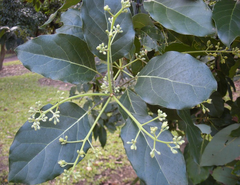 Avocado photo 7