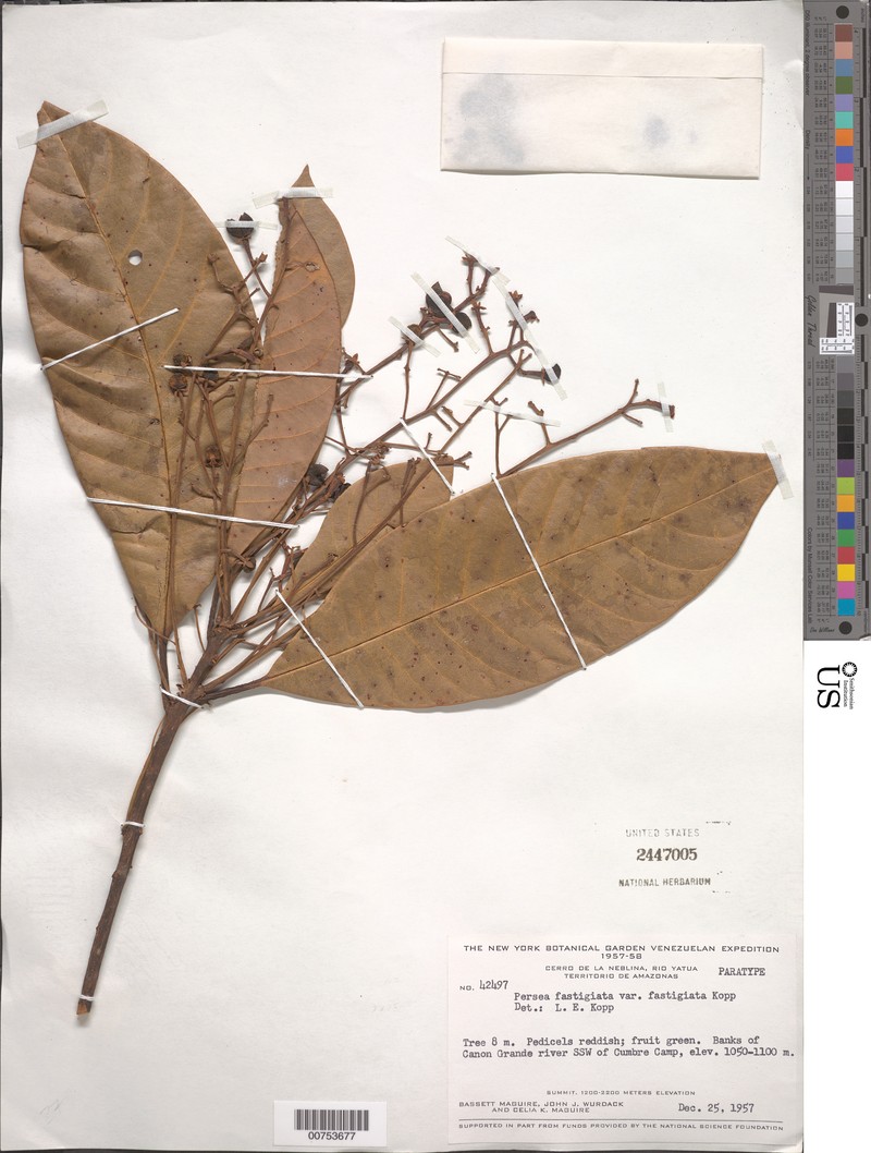 Persea fastigiata var. fastigiata