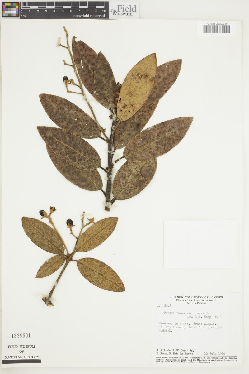 Persea fusca var. fusca