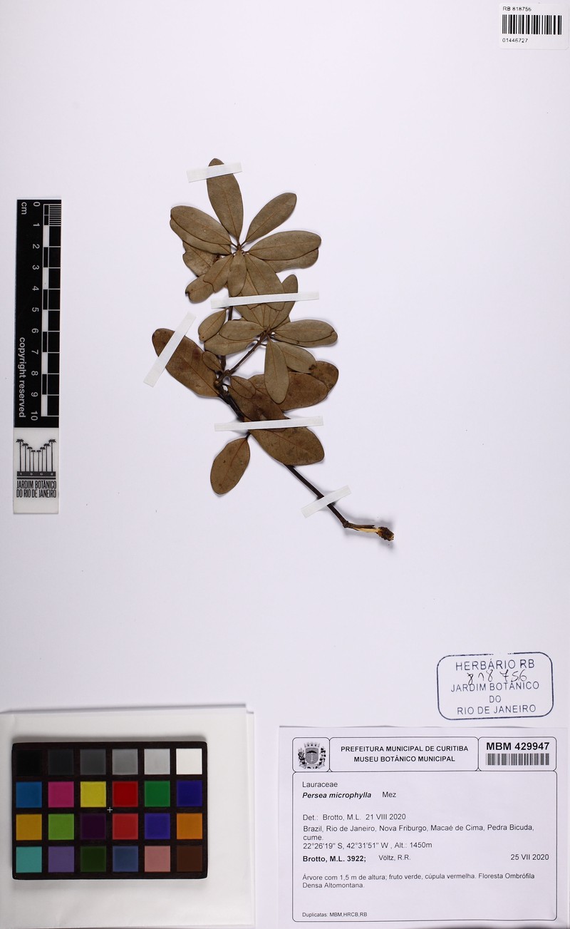 Persea meziana