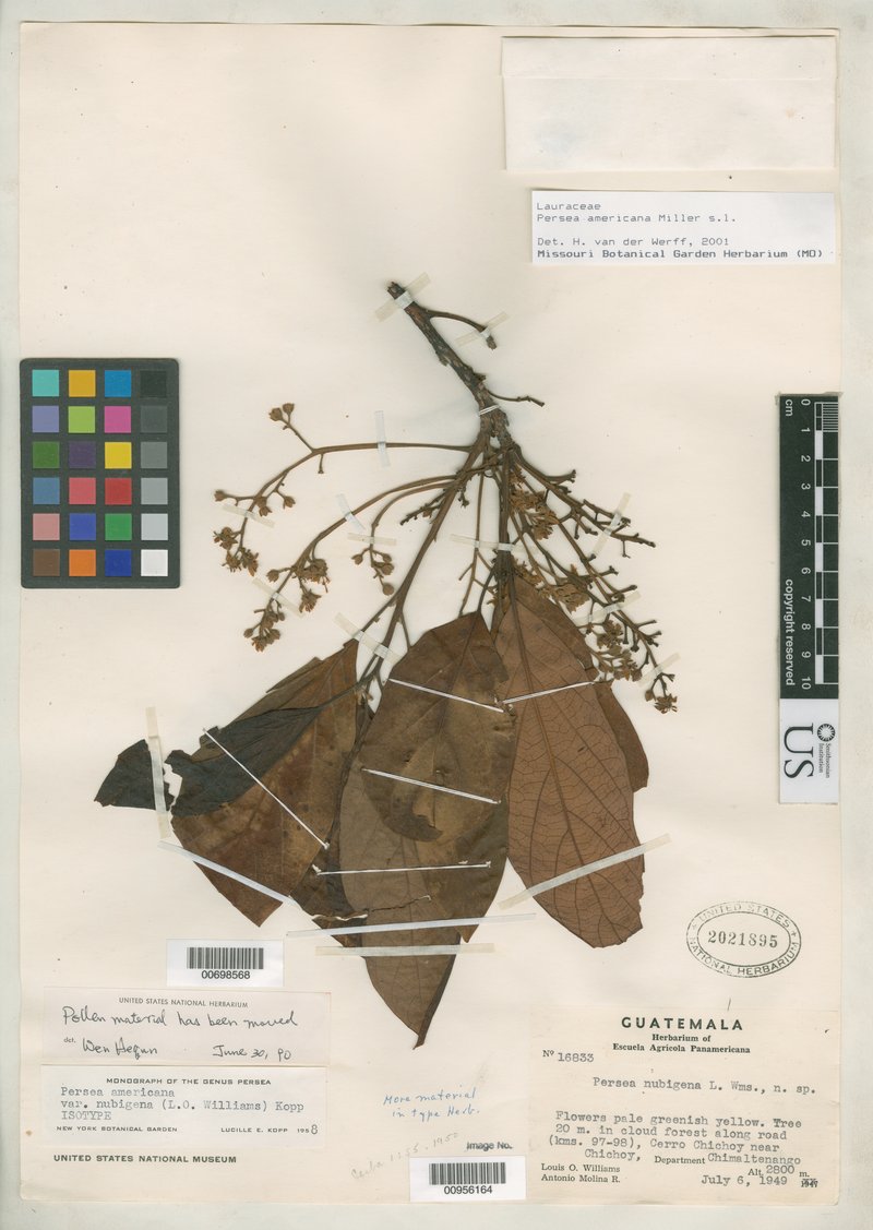 Guatemalan Avocado