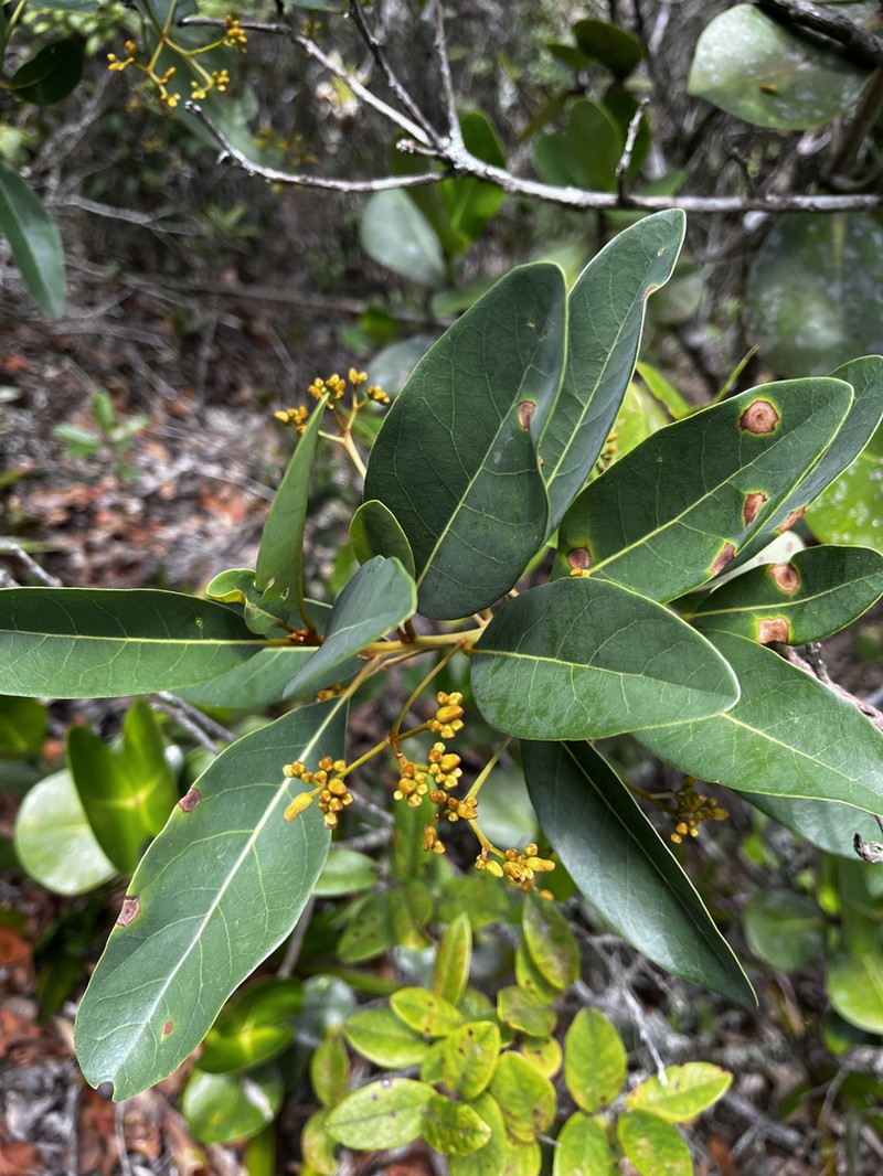 Persea quarciticola