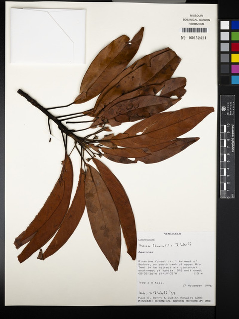 Persea vanderwerffii