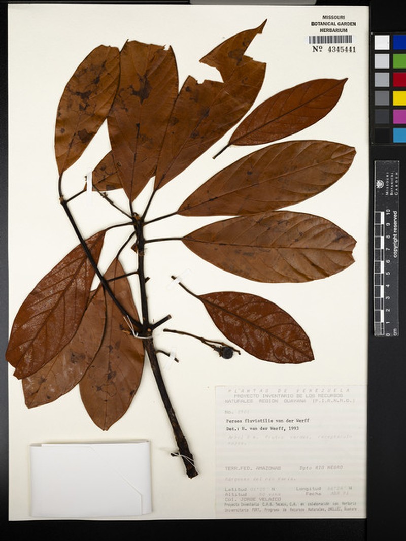 Persea vanderwerffii photo 3