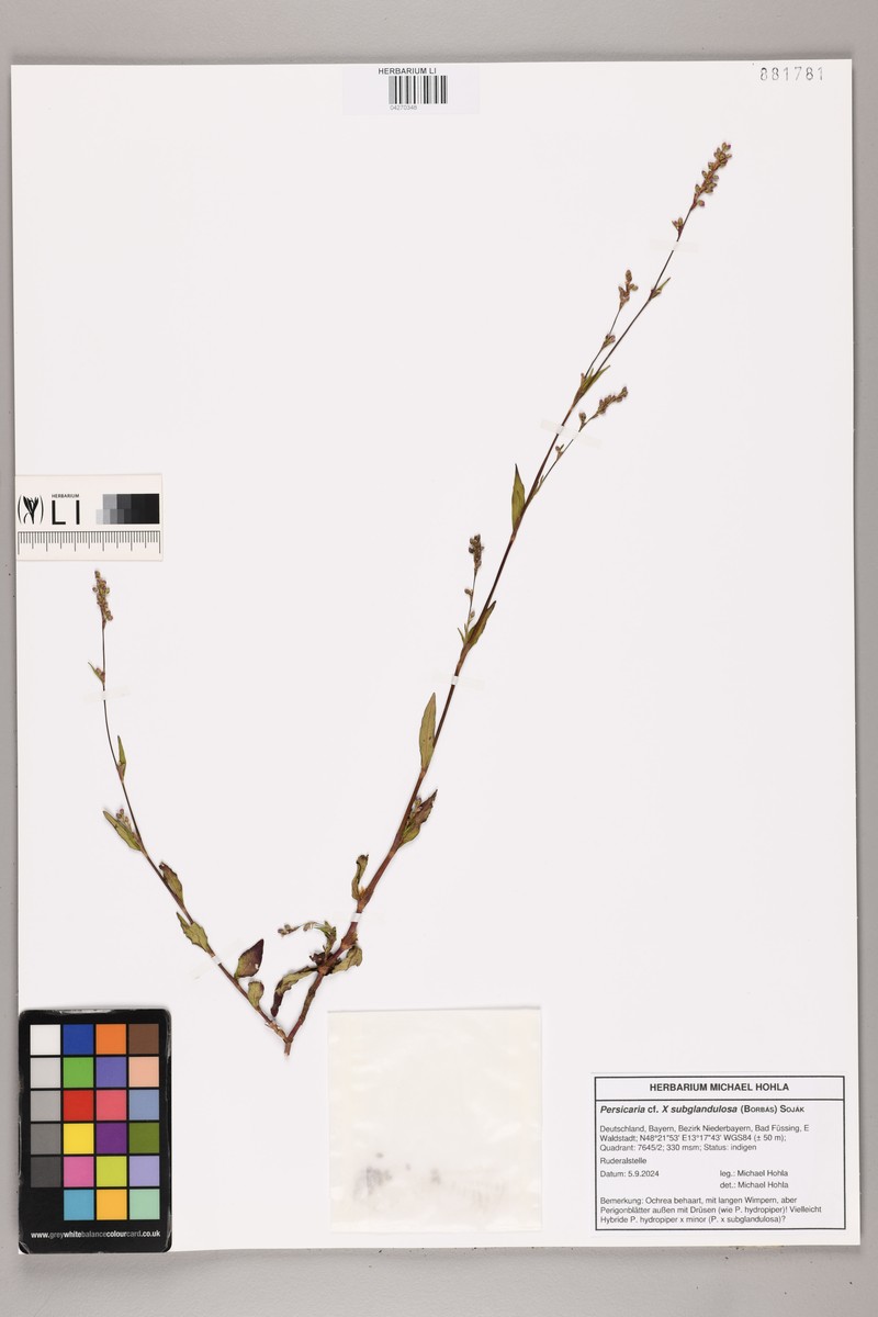 Persicaria × ambigua