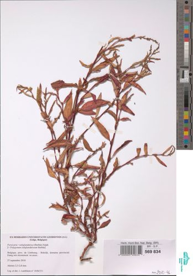 Persicaria × ambigua photo 2