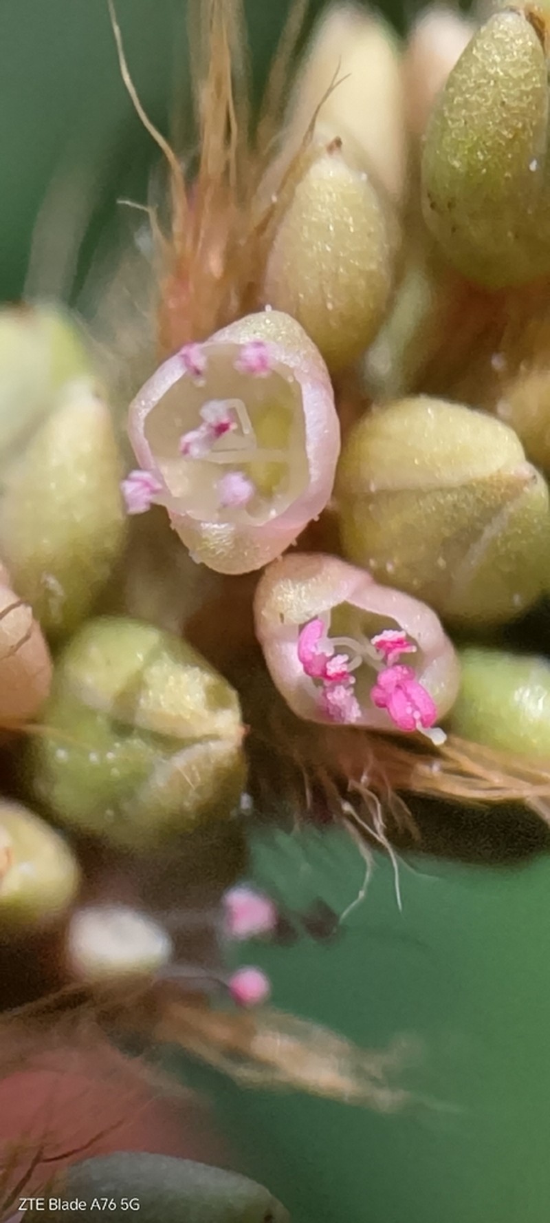 Tapertip Smartweed