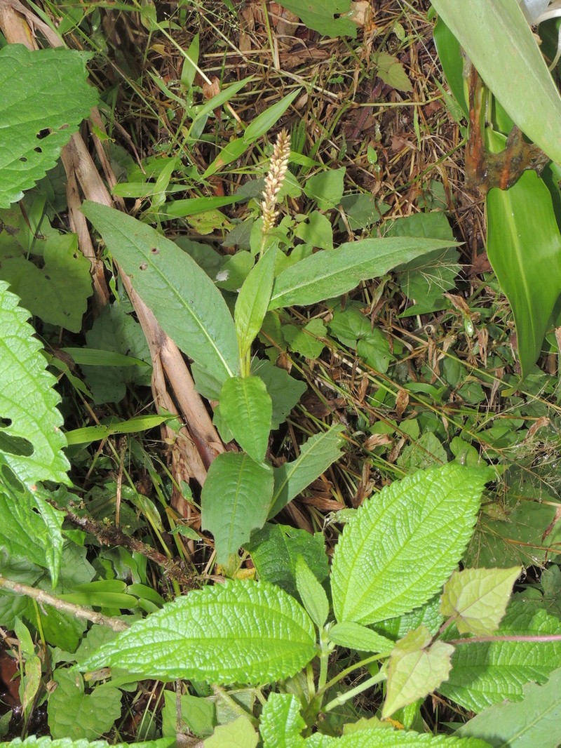 Tapertip Smartweed photo 2