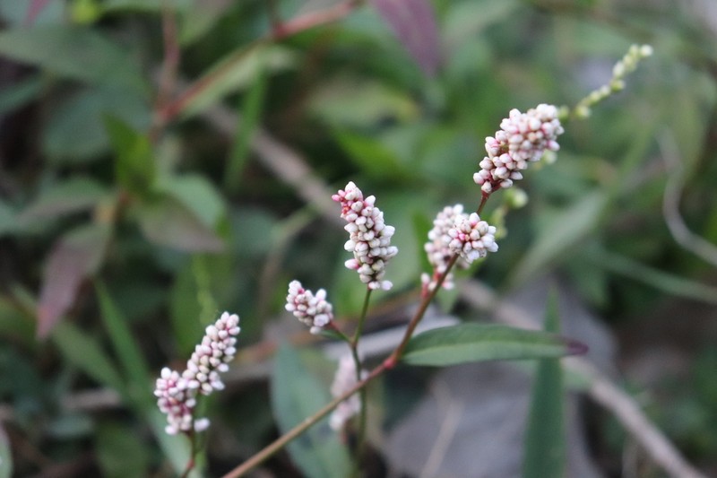 Tapertip Smartweed photo 3