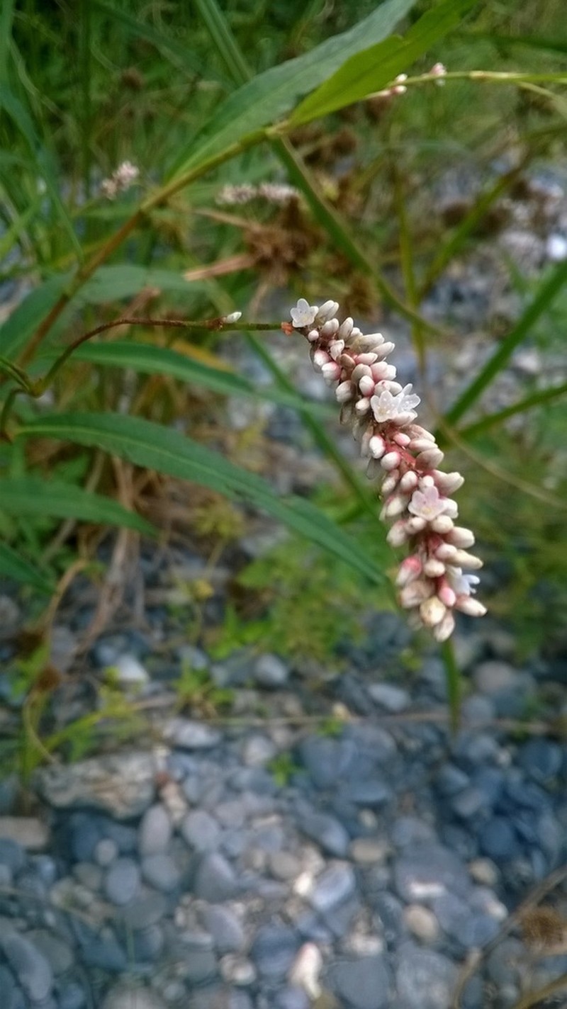 Tapertip Smartweed photo 4