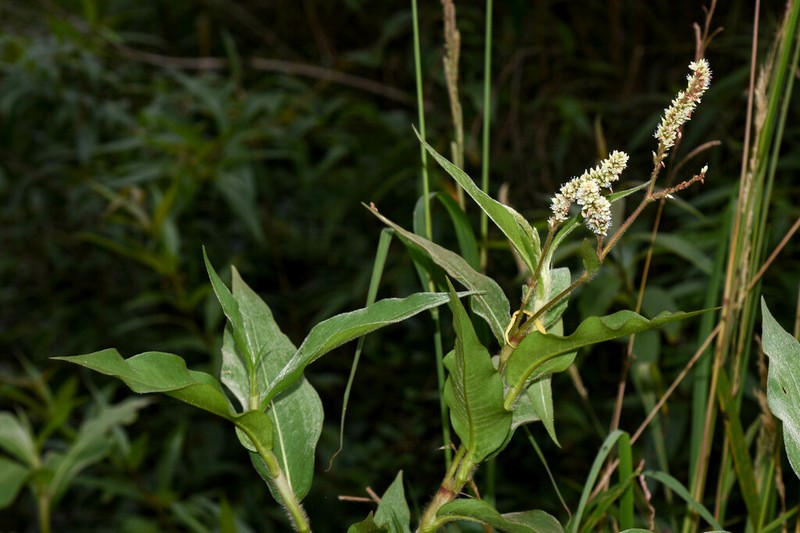 Tapertip Smartweed photo 5
