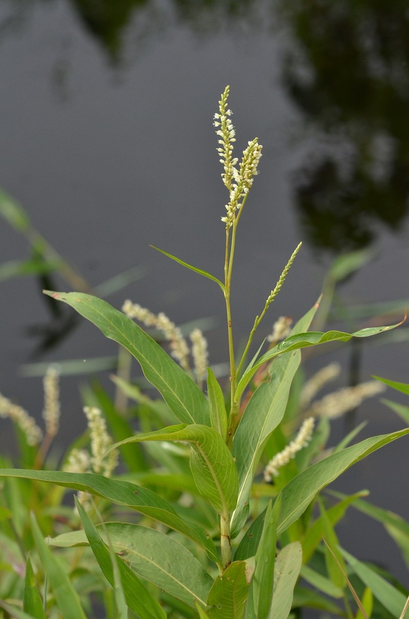 Tapertip Smartweed photo 6
