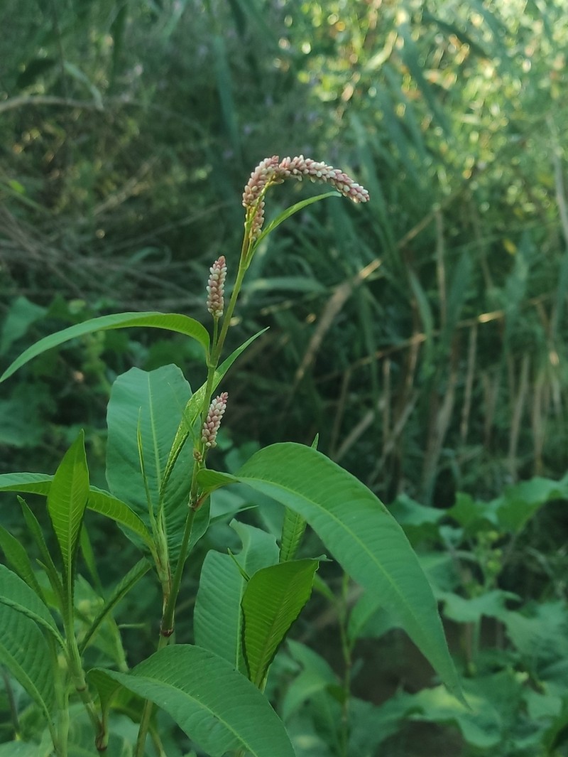 Tapertip Smartweed photo 7