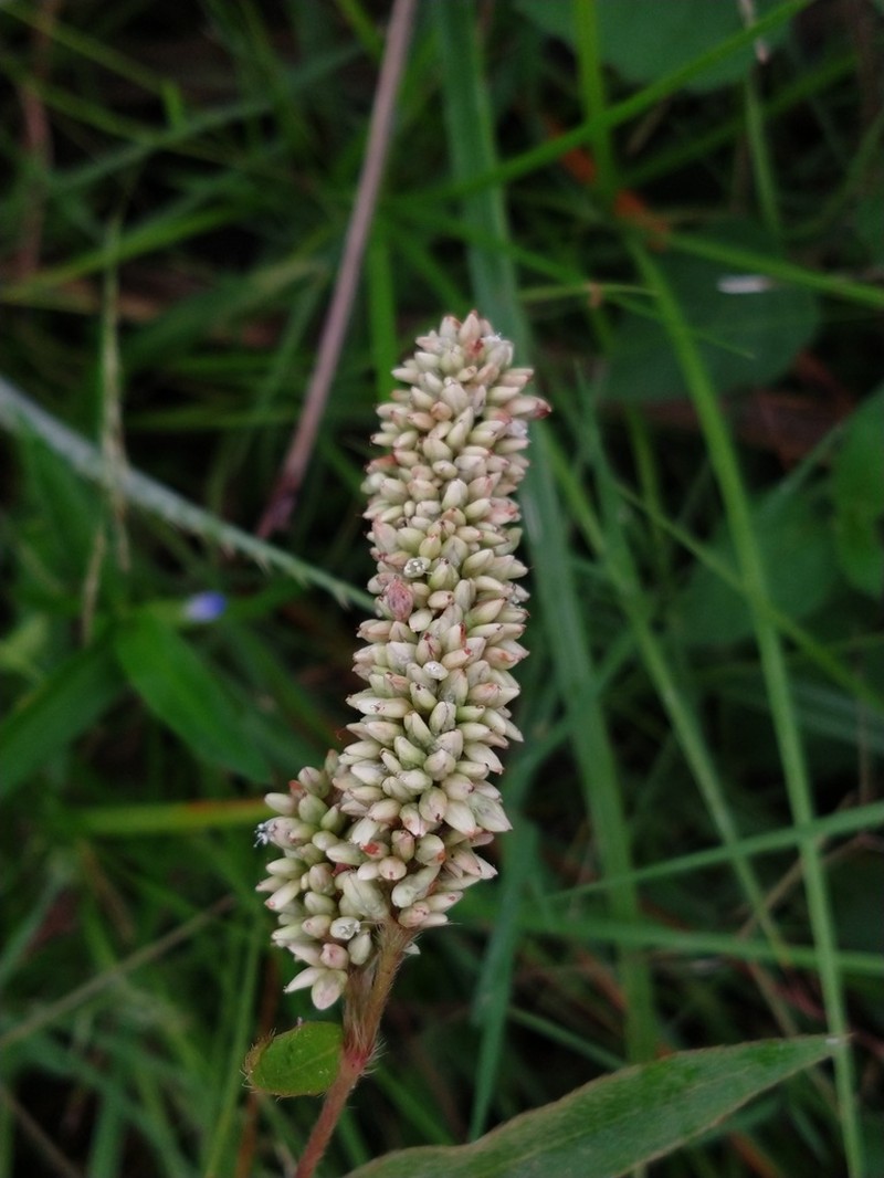 Tapertip Smartweed photo 8