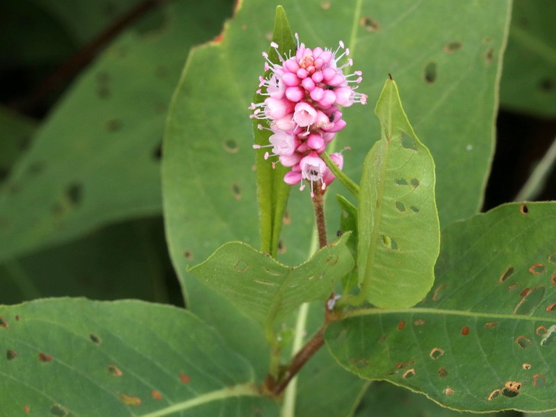 Water Knotweed photo 4