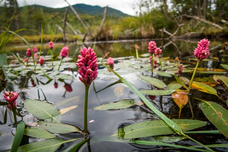 Water Knotweed photo 5