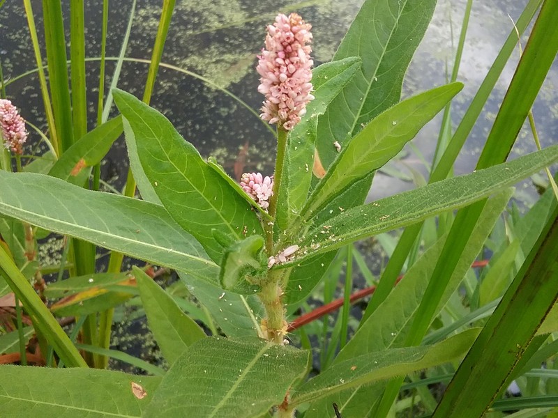 Water Knotweed photo 6