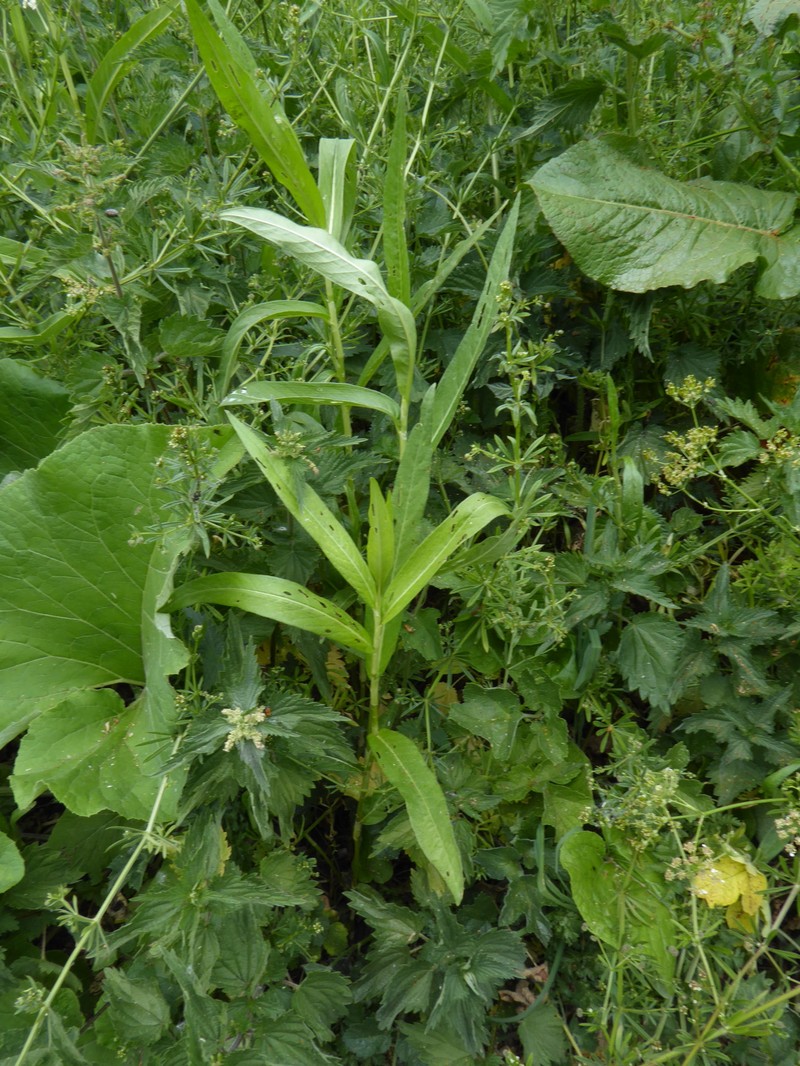 Persicaria amphibia var. amphibia