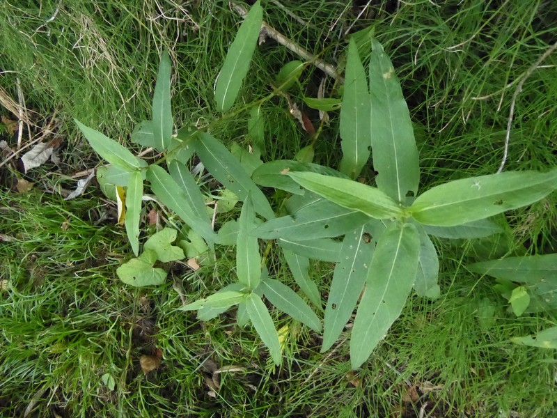 Persicaria amphibia var. amphibia photo 2