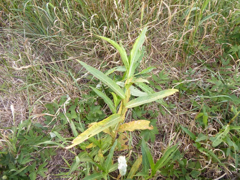 Persicaria amphibia var. amphibia photo 3