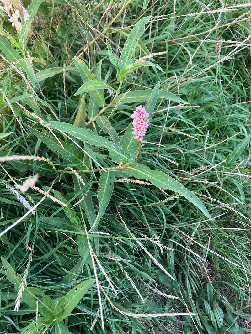 Persicaria amphibia var. amphibia photo 4