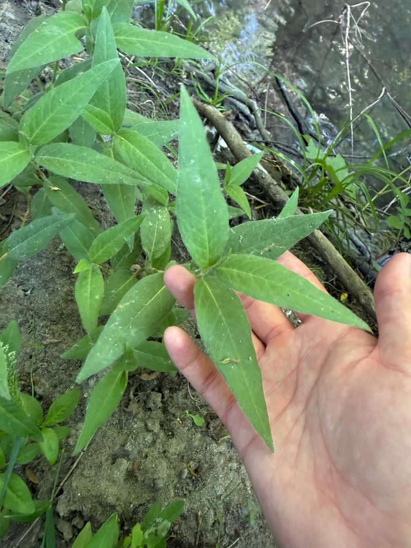 Persicaria amphibia var. stipulacea photo 7