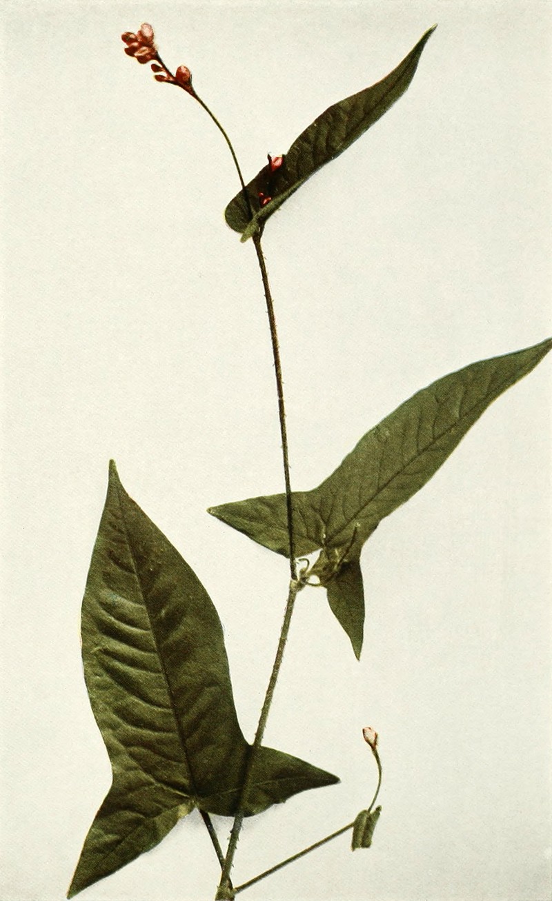 Halberdleaf Tearthumb
