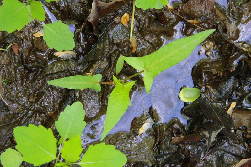 Halberdleaf Tearthumb photo 4