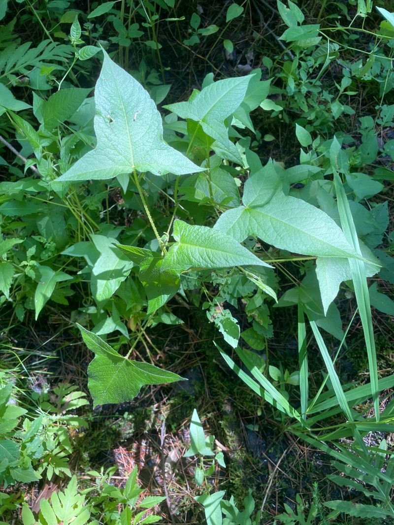 Halberdleaf Tearthumb photo 5