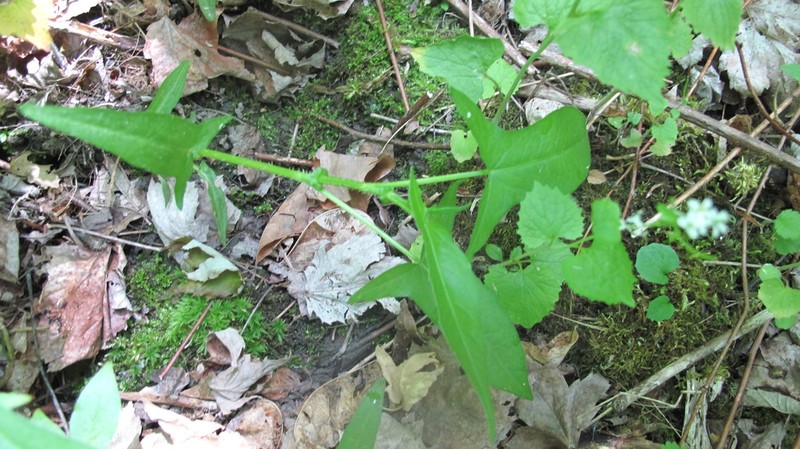 Halberdleaf Tearthumb photo 6