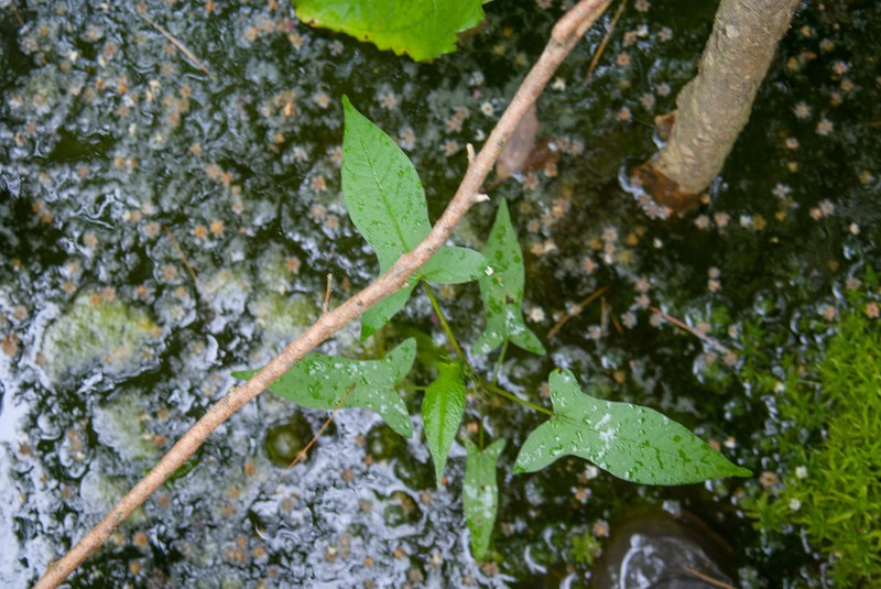 Halberdleaf Tearthumb photo 7