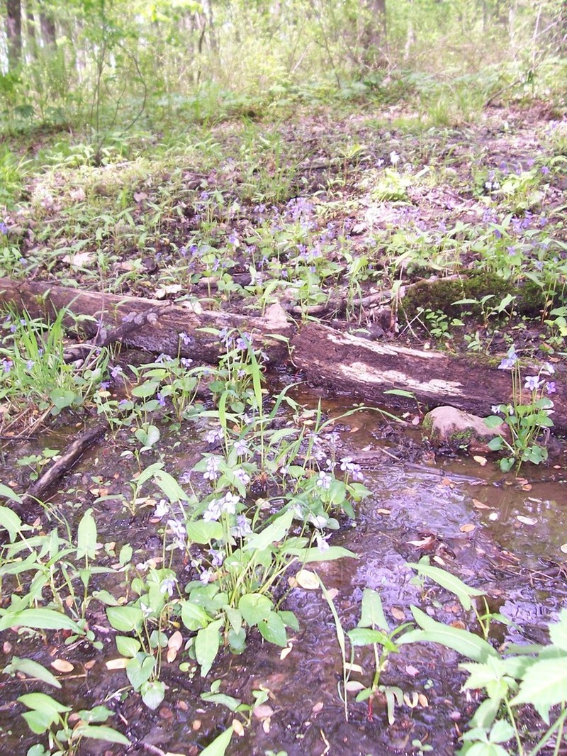 Halberdleaf Tearthumb photo 8