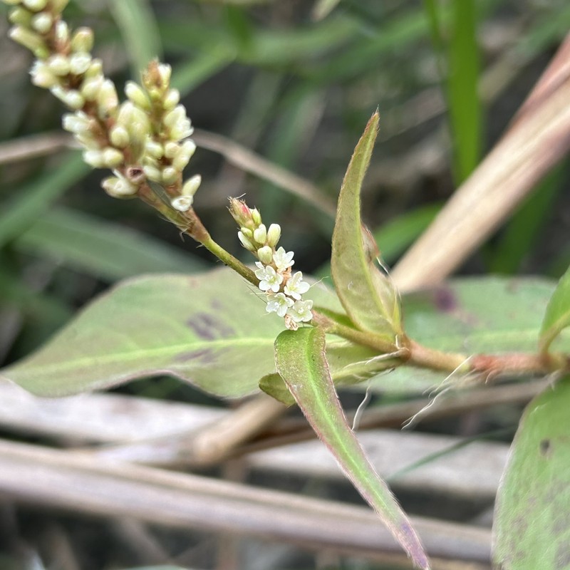 Persicaria barbata var. barbata