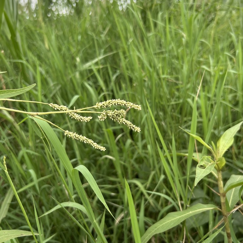 Persicaria barbata var. barbata photo 2