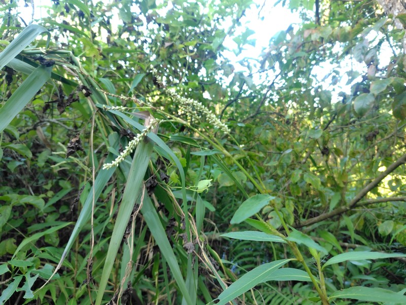Persicaria barbata var. barbata photo 3