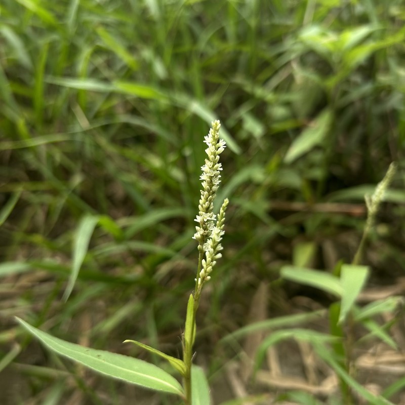 Persicaria barbata var. barbata photo 4